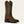 WOMENS ARIATRound Up Wide Square Toe Western Boot