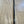 CANNE EVERGREEN HERACLES 